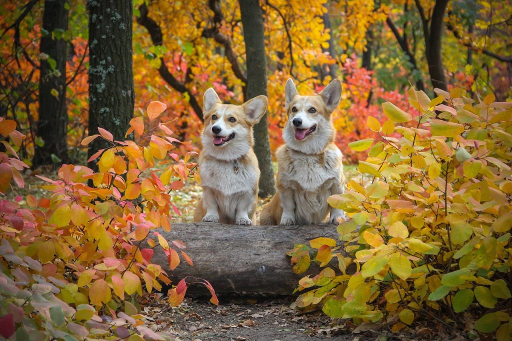 Dog Poop Pickup in Southeast, Michigan